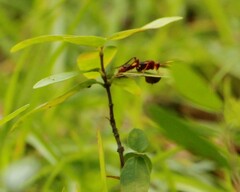 Trogomorpha arrogans
