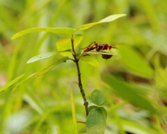 Trogomorpha arrogans