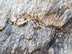Mitopus glacialis