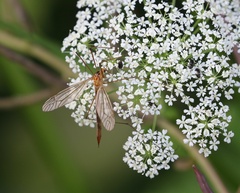 Nephrotoma scurra