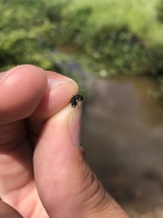 Dufourea novaeangliae