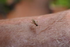 Campyloneura virgula