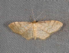 Idaea fuscovenosa