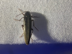 Enchodes sericea