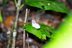Pierella hortona