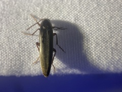 Enchodes sericea