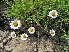 Leucanthemum cacuminis