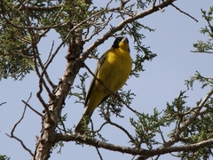 Emberiza melanocephala