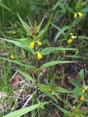 Melampyrum sylvaticum