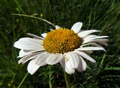 Leucanthemum cacuminis