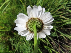 Leucanthemum cacuminis