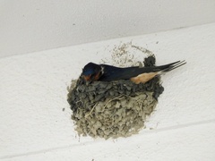 Hirundo rustica