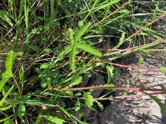 Leucanthemum cacuminis