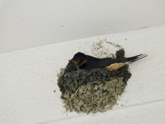 Hirundo rustica