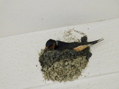 Hirundo rustica