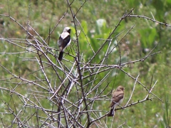 Oenanthe melanoleuca