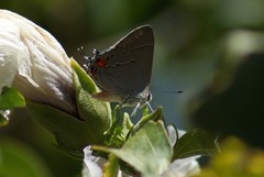 Strymon melinus
