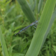 Platycnemis pennipes
