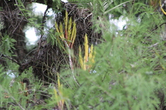 Tillandsia inopinata