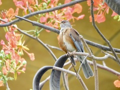 Turdus rufopalliatus