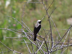 Oenanthe melanoleuca
