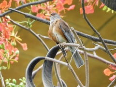 Turdus rufopalliatus