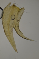 Herbertus dicranus