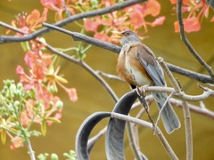 Turdus rufopalliatus