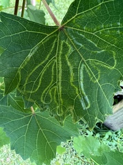 Phyllocnistis vitegenella