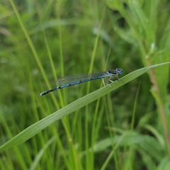 Platycnemis pennipes