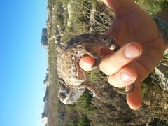 Chamaeleo chamaeleon