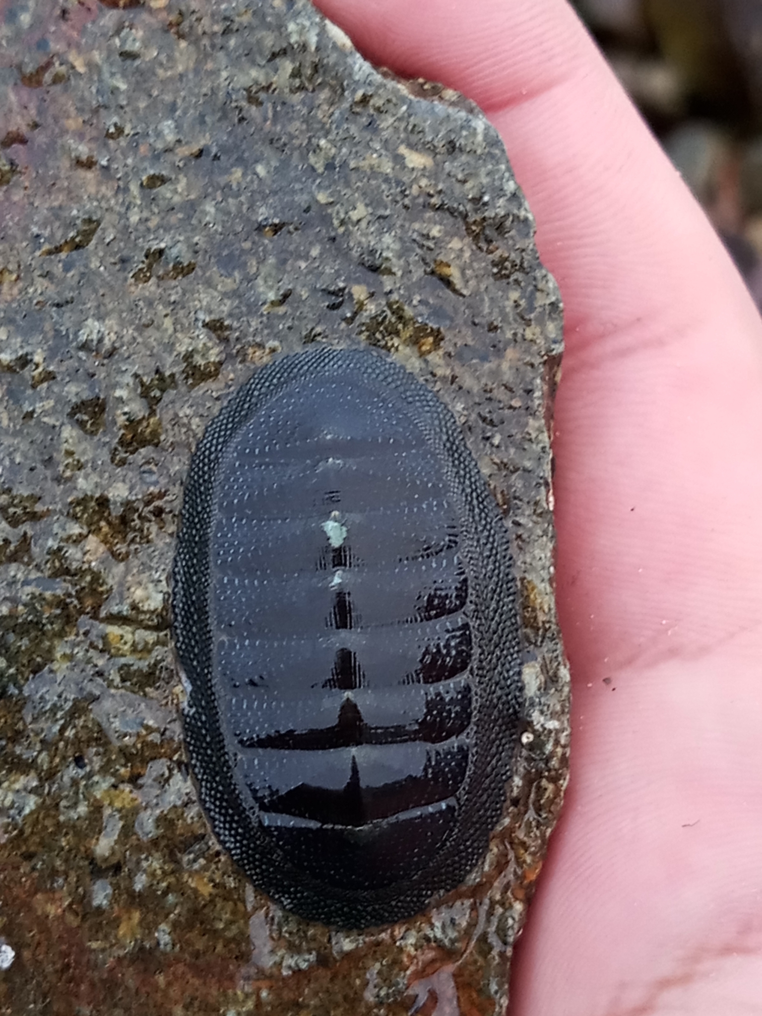 Chiton Magnificus Deshayes 1827