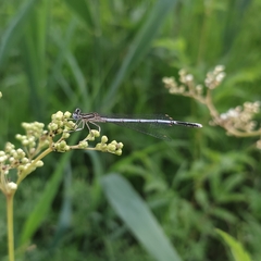 Platycnemis pennipes