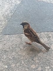 Passer domesticus