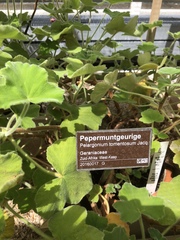 Pelargonium tomentosum