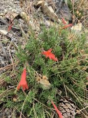 Penstemon pinifolius