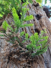 Sequoia
