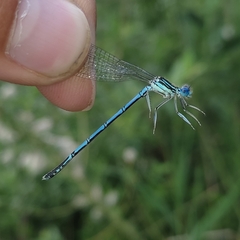 Platycnemis pennipes