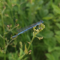 Platycnemis pennipes
