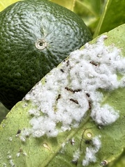 Aleurothrixus floccosus