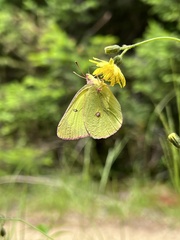 Colias interior