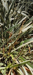 Ophiopogon jaburan