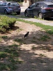 Corvus cornix