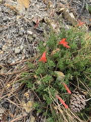 Penstemon pinifolius