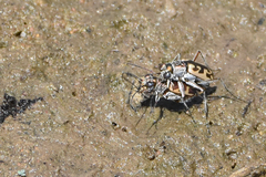 Ellipsoptera cuprascens