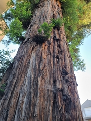 Sequoia