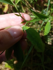 Lathyrus linifolius