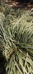 Ophiopogon jaburan