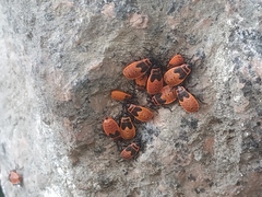 Pyrrhocoris apterus