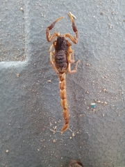 Pseudolychas ochraceus
